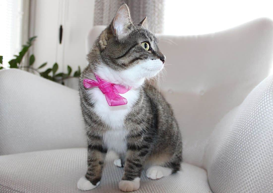 Top 10 Reasons Why Cats Are Better Than Dogs As Pets Coops And Cages