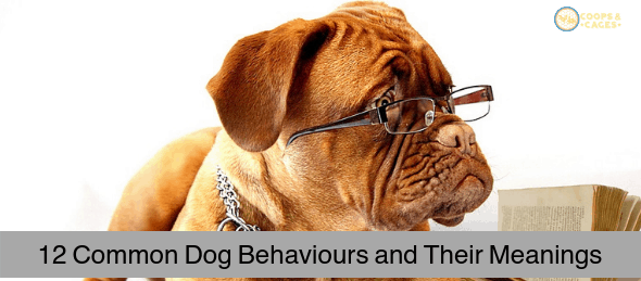 12 Common Dog Behaviours and Their Meanings