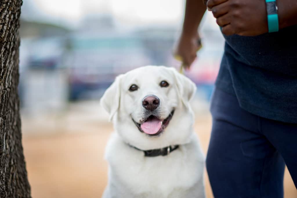Beyond the Basics of Responsible Pet Ownership