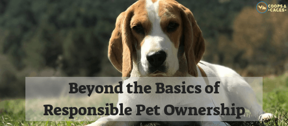 responsible pet ownership, pet ownership