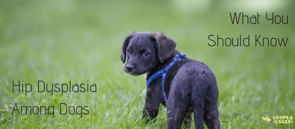 hip dysplasia among dogs, dog health, dog care