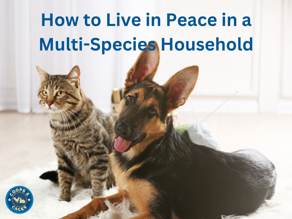 How to Live in Peace in a Multi-Species Household