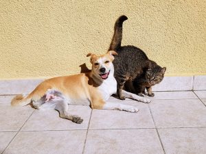 multi-species household, multiple pets, cats and dogs