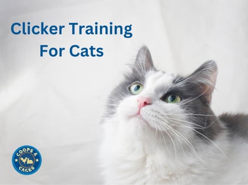 Clicker Training for Cats - The Ultimate Guide