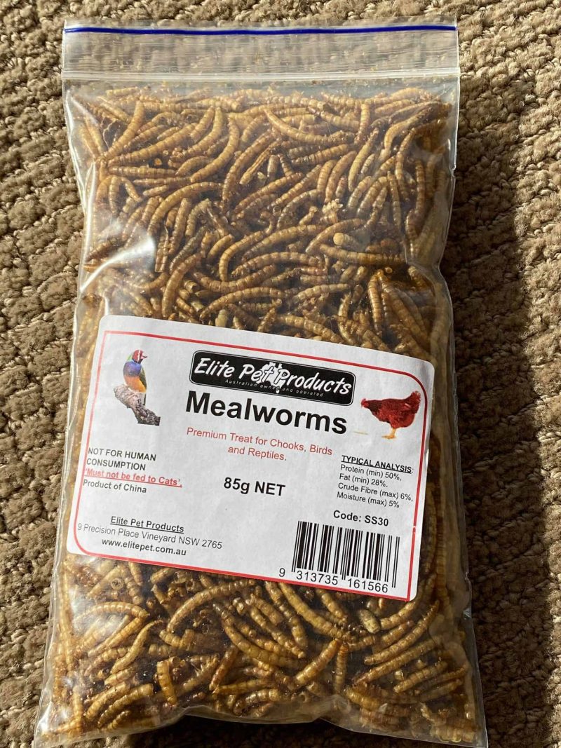 Free Mealworms
