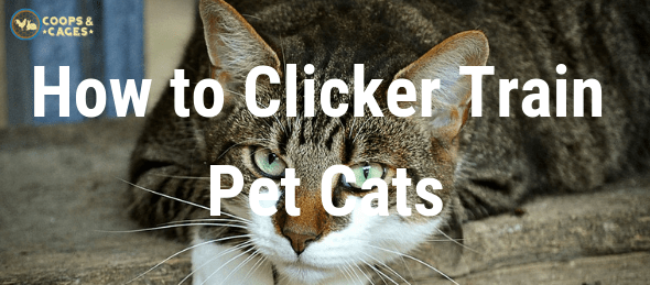 cat clicker training, train pet cats