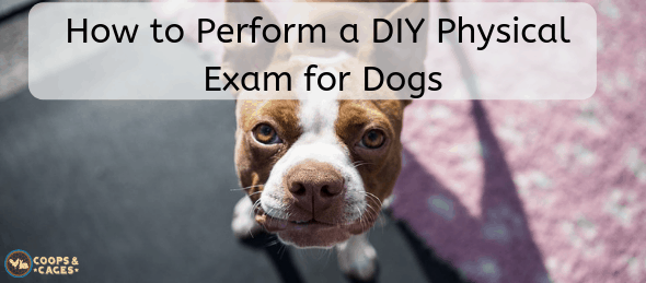 physical exam for dogs, dog care, dog cage