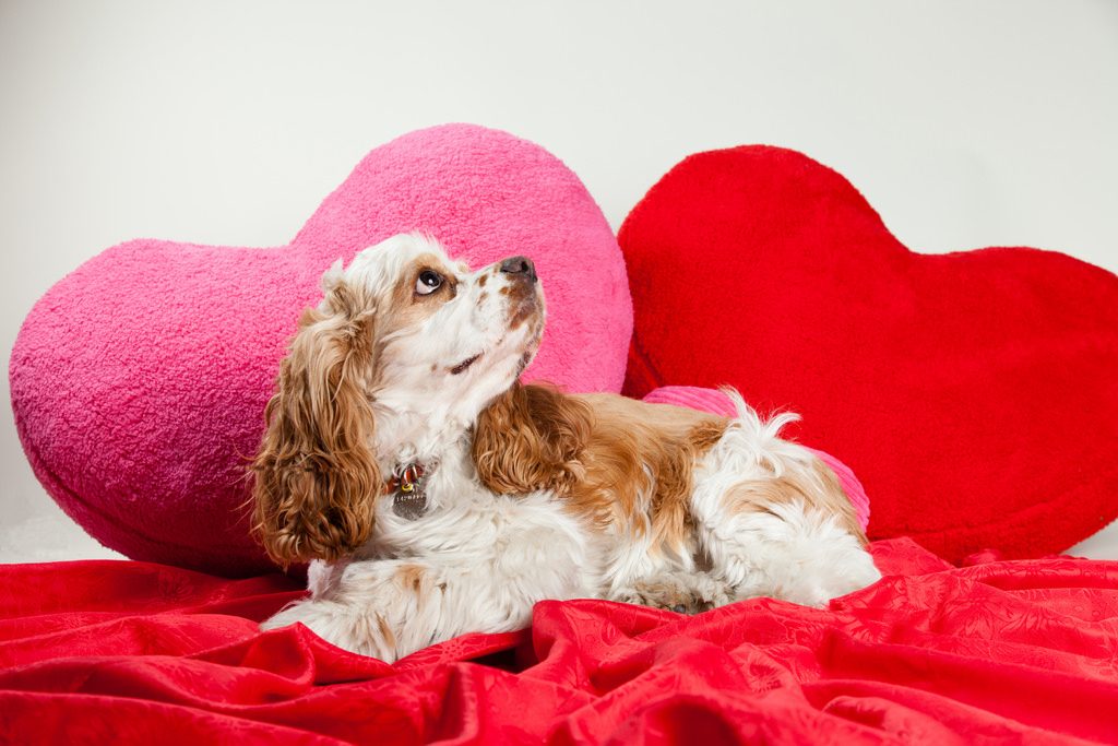 14 Valentine’s Day Gift Ideas for Dogs 2