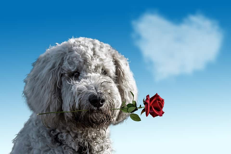 14 Valentine’s Day Gift Ideas for Dogs 3
