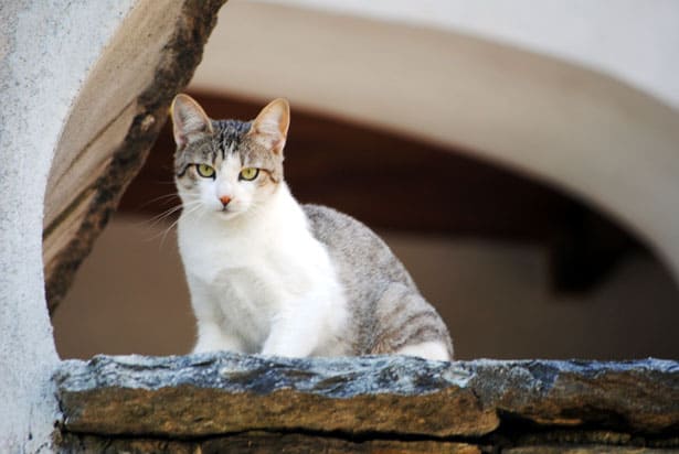 7 Common FAQs About Cat Fostering 3