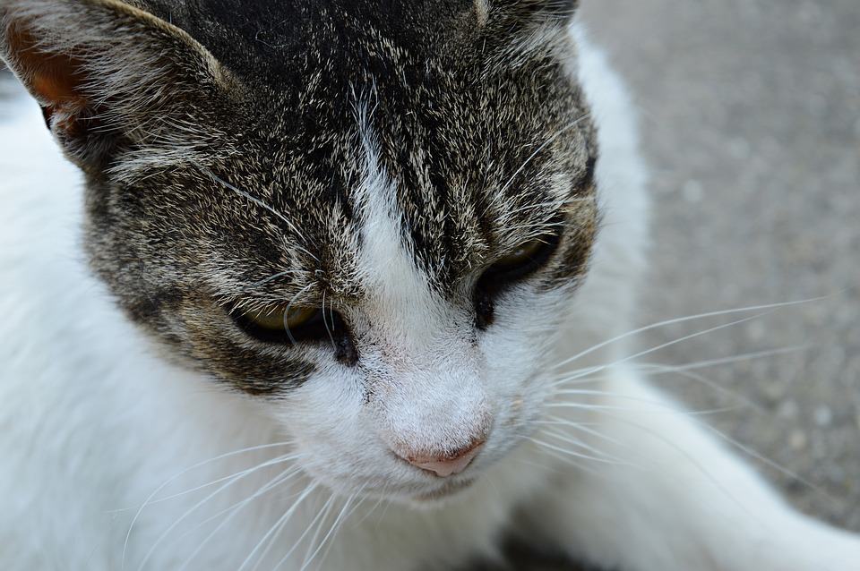 7 Common FAQs About Cat Fostering | Coops and Cages