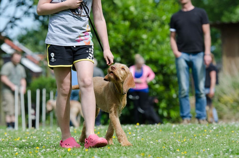 The Best Training Gifts for Active Dogs 3