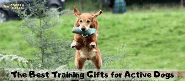 training gifts for dogs