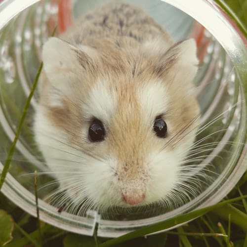 petting a hamster, hamster care, hamster care 101