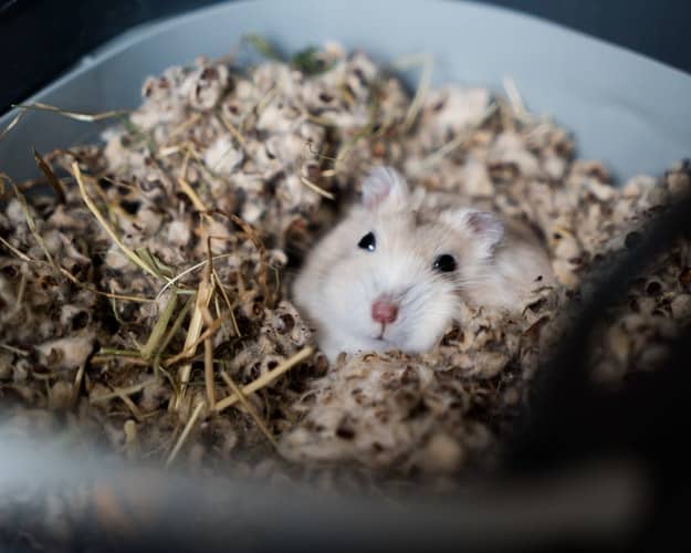 petting a hamster, hamster care, hamster care 101