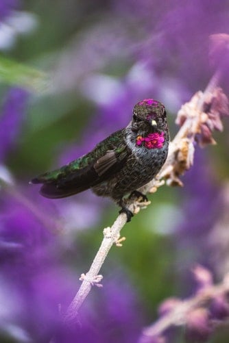 pet birds, birds as pets, bird cages