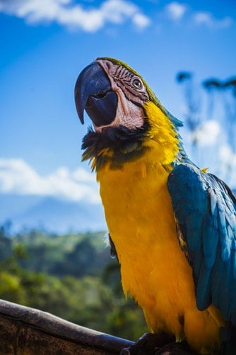 pet birds, birds as pets, bird cages