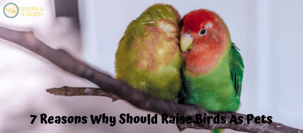 pet birds, birds as pets, bird cages