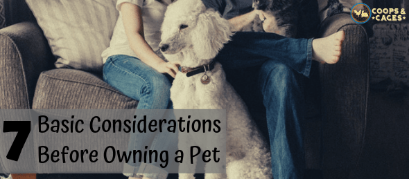 pet ownership, basic considerations, owning a pet