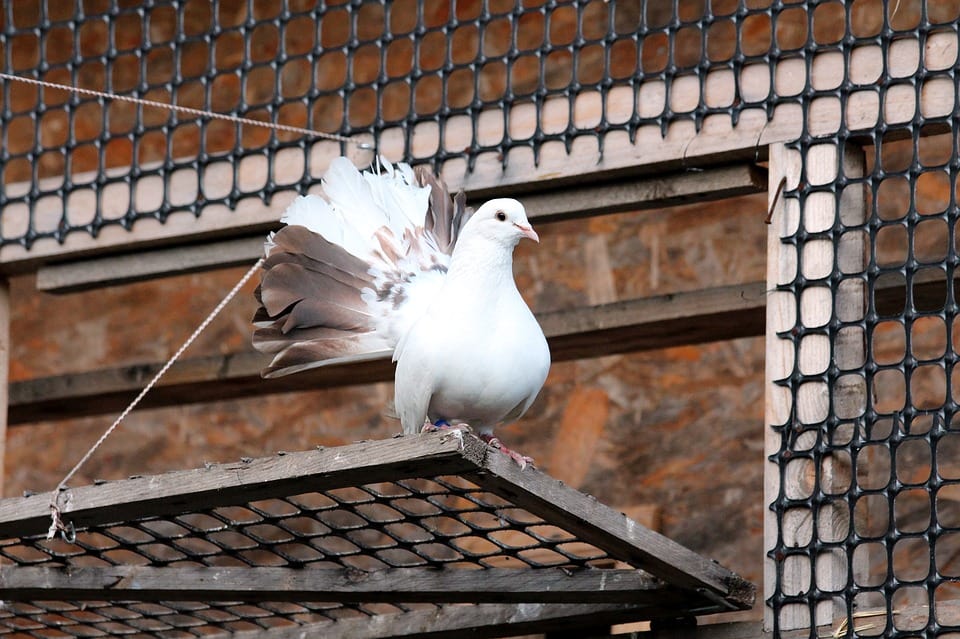Basic Things To Know About Your New Pet Dove 1