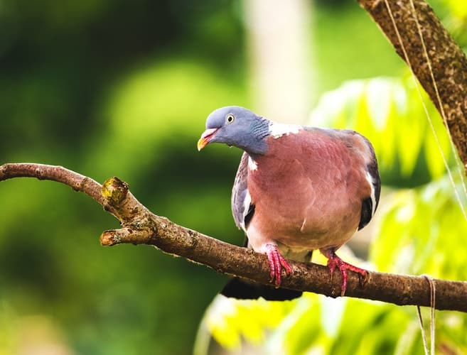 Basic Things To Know About Your New Pet Dove 4