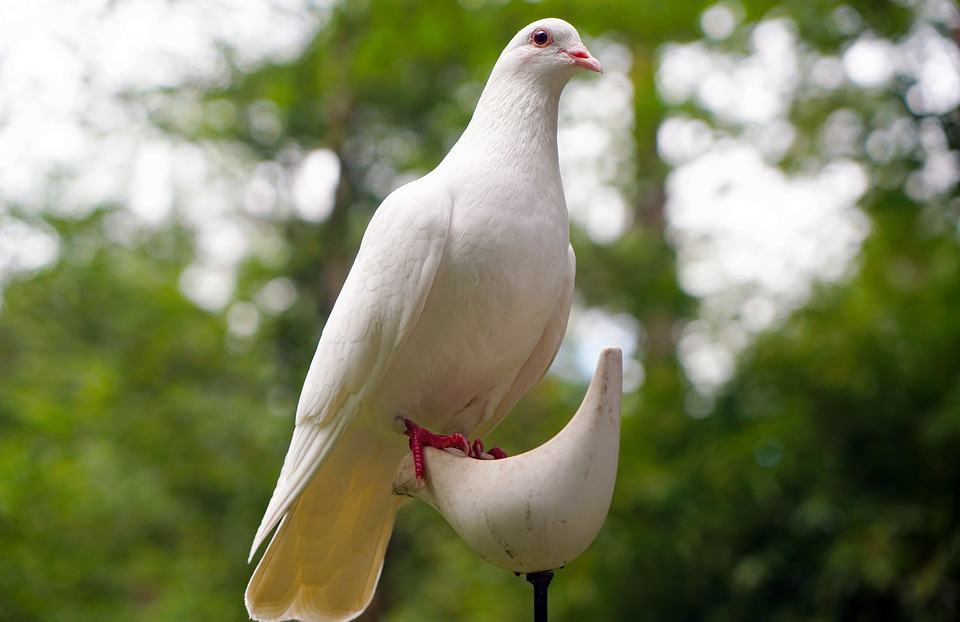 Basic Things To Know About Your New Pet Dove 5