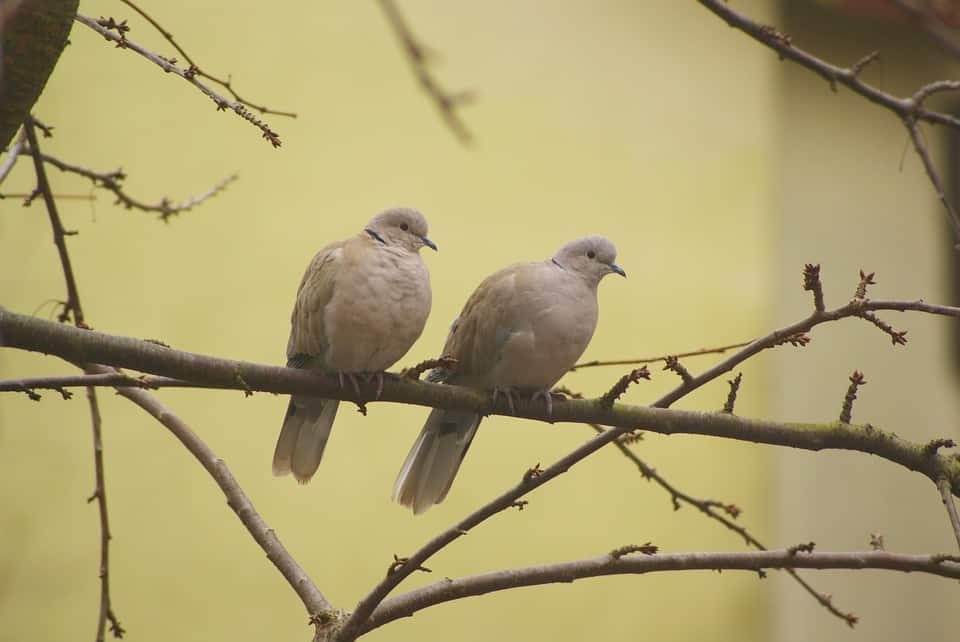 Basic Things To Know About Your New Pet Dove 6