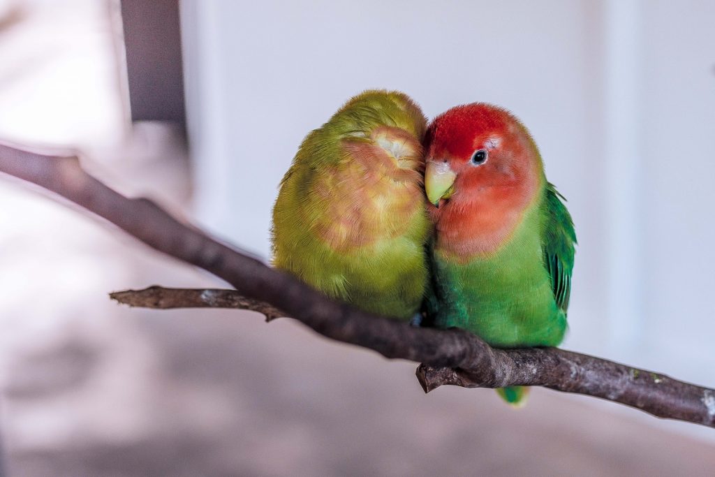The Best Beginner Bird Breed to Raise as Pets 1 1
