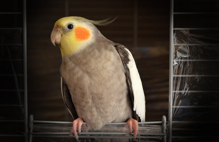 The Best Beginner Bird Breed to Raise as Pets 5