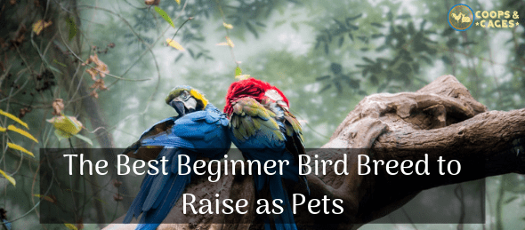 bird breeds, beginner bird breeds