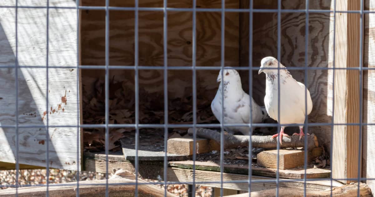 Two doves sitting side by side in a spacious outdoor cage.