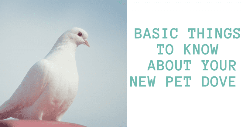 Basic Things To Know About Your New Pet Dove | Coops And Cages