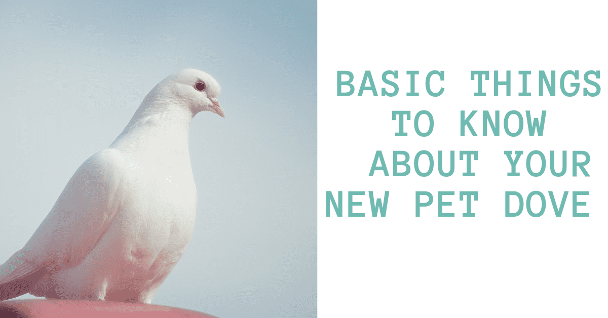 basic things to know about your new pet dove 1