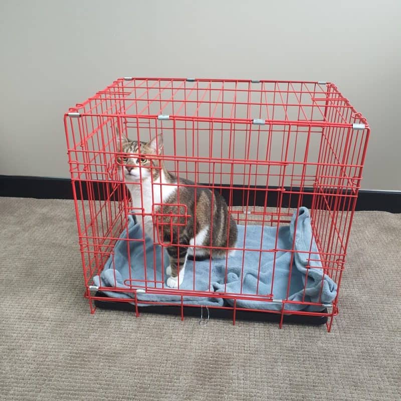 24 Inch Small Crate Red with Cat