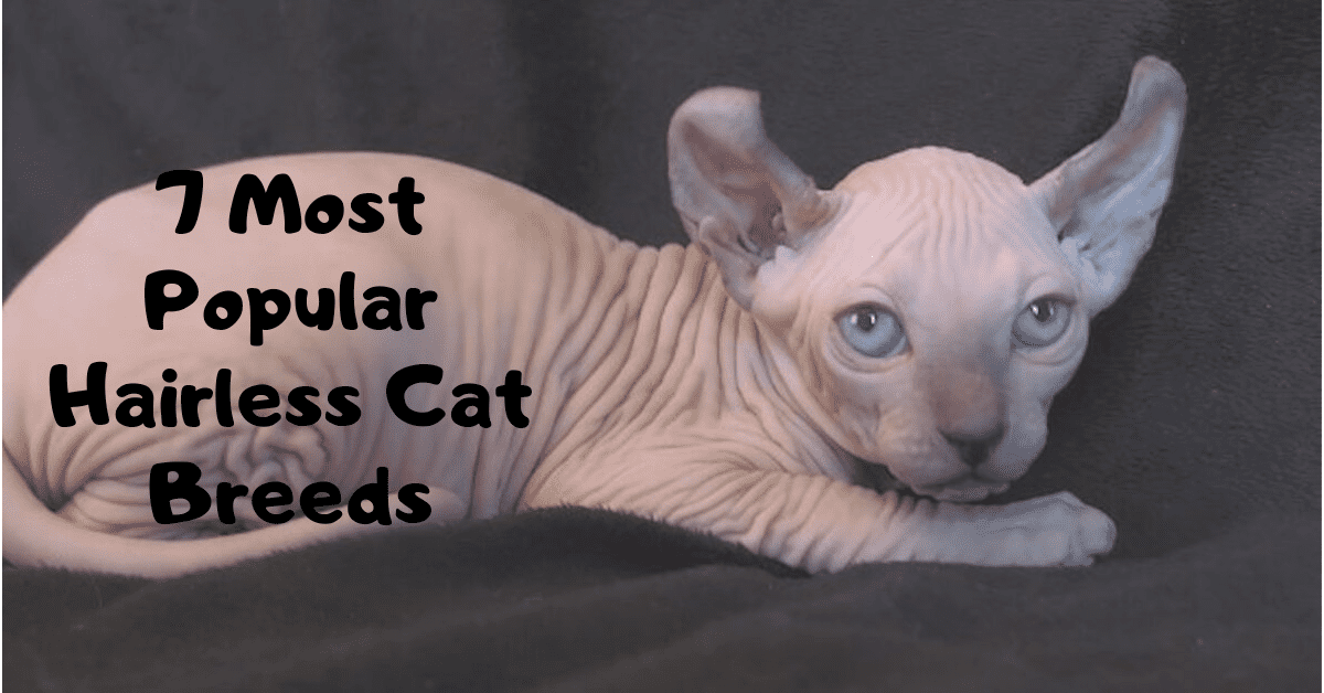 7 Most Popular Hairless Cat Breeds
