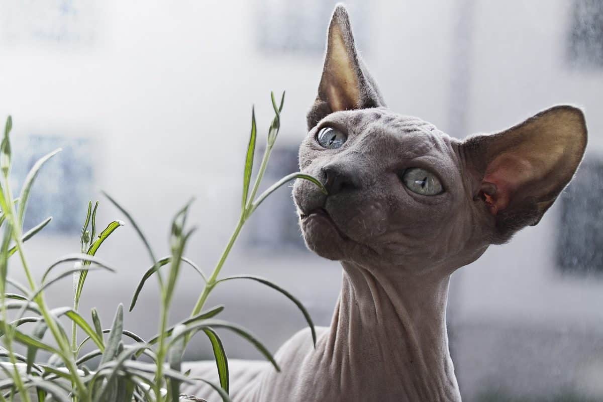 9 Most Popular Hairless Cat Breeds