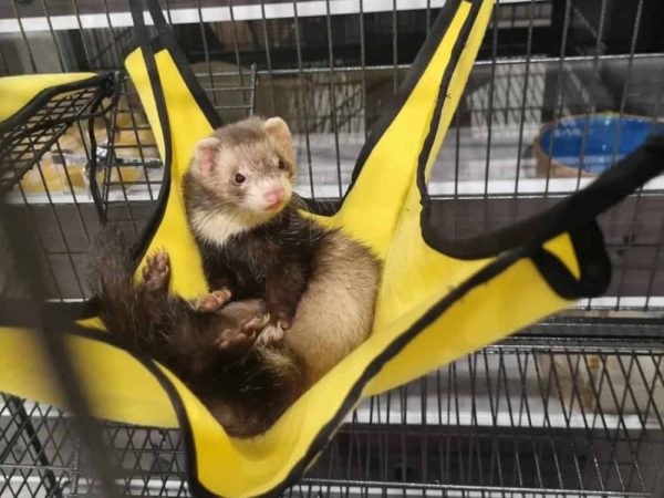 Customer photo - Tucker Ferret Cage