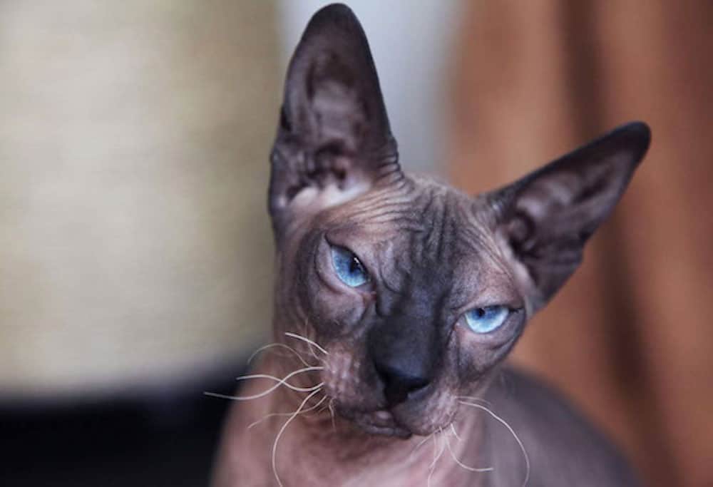 Donskoy Skinless Cat Breed