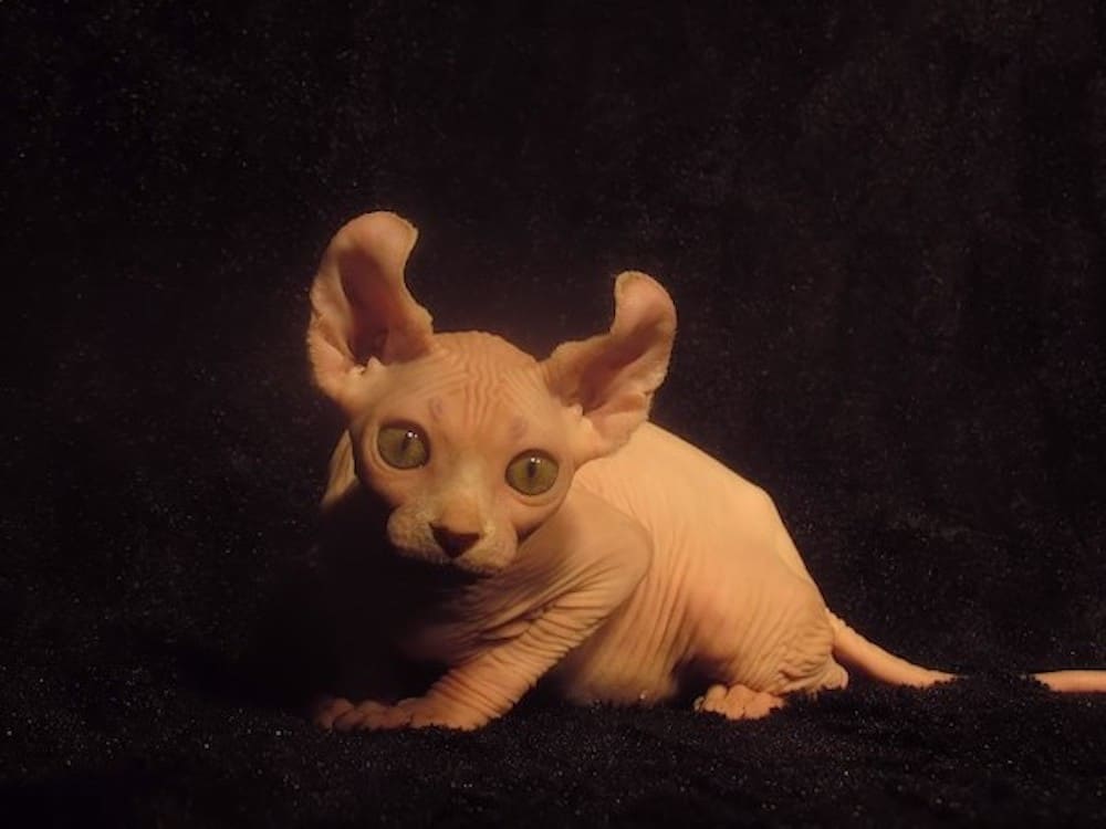 Dwelf Skinless Cat Breed