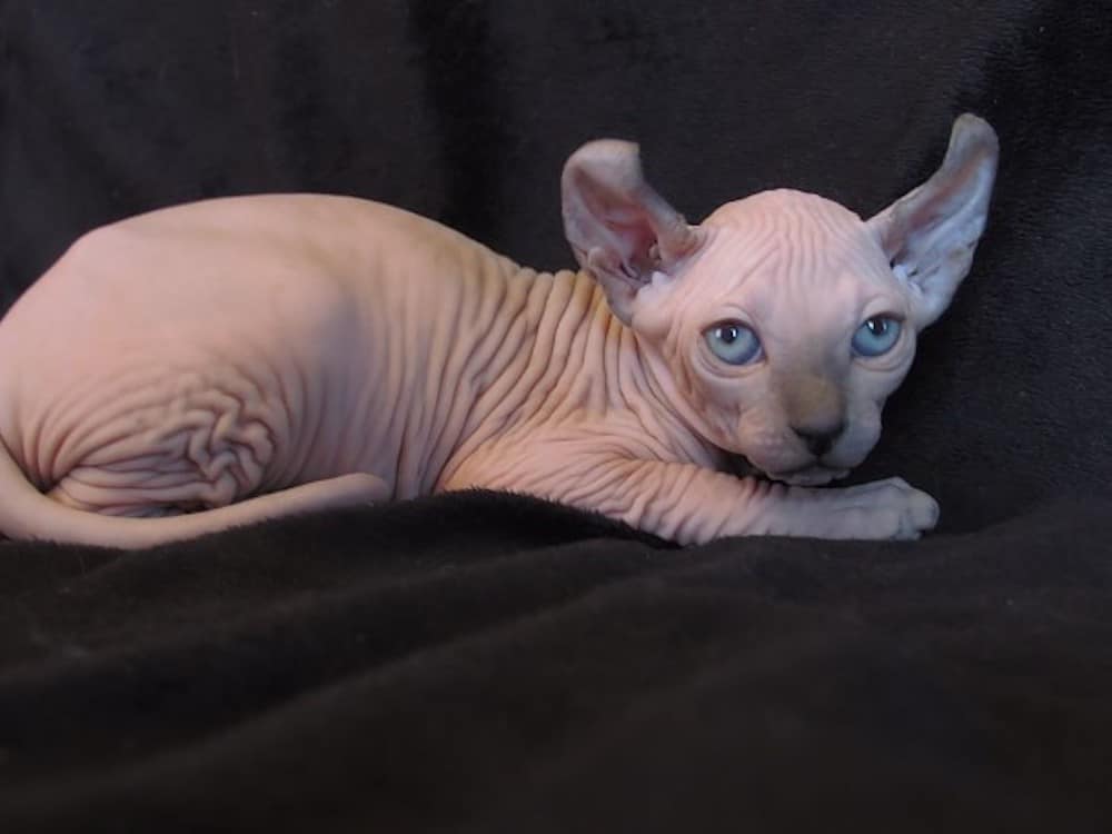 Elf Skinless Cat Breed