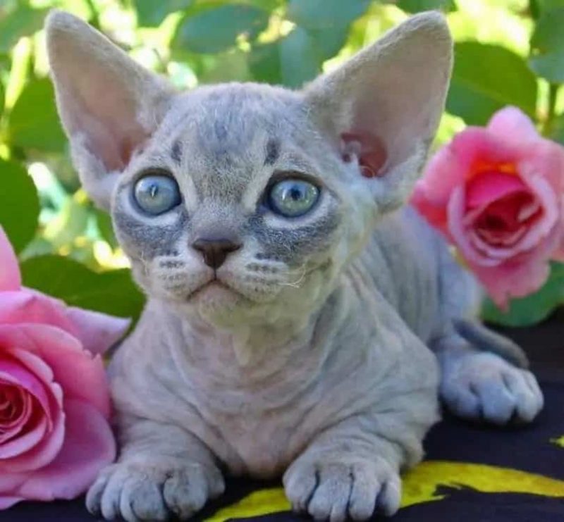 9 Most Popular Hairless Cat Breeds Coops And Cages Australia
