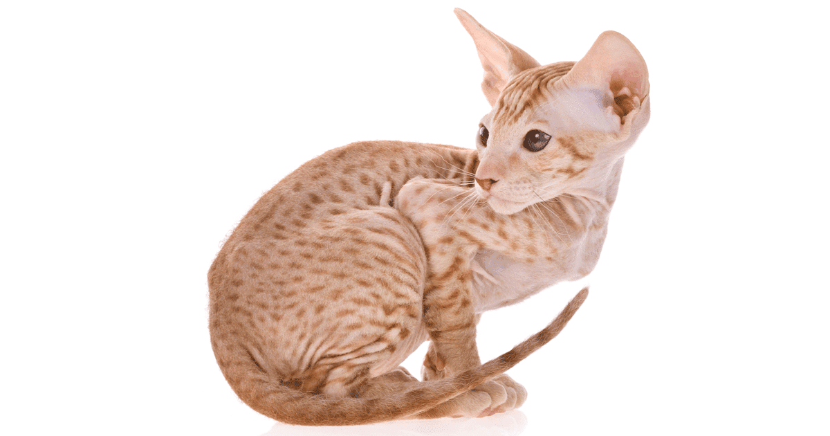 Peterbald Cat Breed