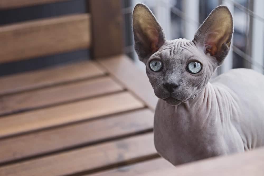 Sphynx Skinless Cat Breed