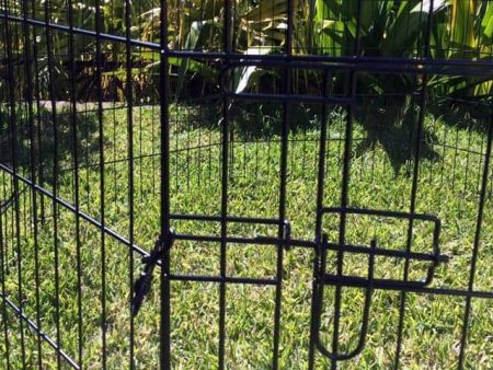 Strong and Secure Locks for Guinea Pig Enclosure