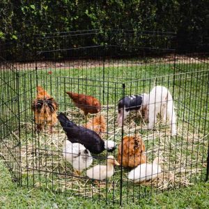 Coops And Cages Large Arena Rabbit Enclosure