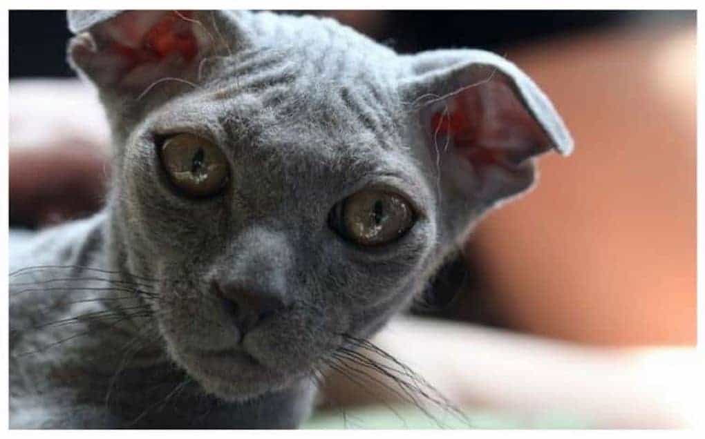 Ukrainian Levkoy Hairless Cat Breed