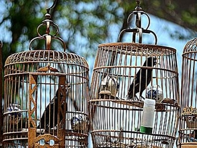 Adelaide - Bird Cages
