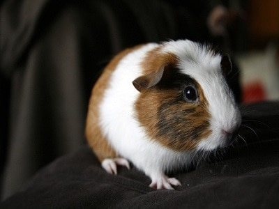 Adelaide - Guinea Pig Hutch