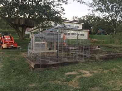 Big Chicken Coop In Sydney