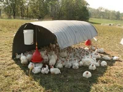 Big Chicken Enclosure In Sydney 1